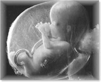 IL VOLTO UMANO DELL’EMBRIONE