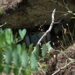 domenica 22 luglio